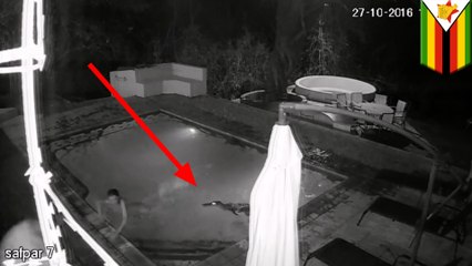 섹시한 수영장 파티를 즐기고 있던 남녀, 악어가 풍덩 합세하는 바람에, 혼비백산