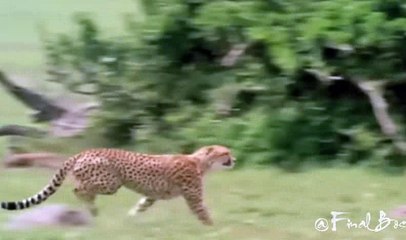 Amazing hunter animals was killed a small deer