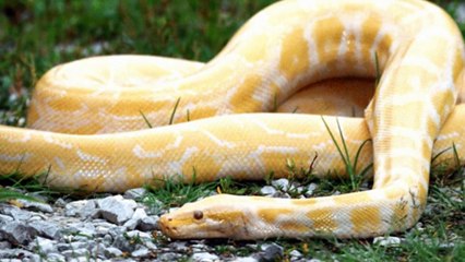 Dünyanın En Büyük 10 Yılanı