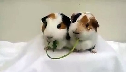 দেখুন  দুই খরগোশ কিভাবে খাচ্ছে