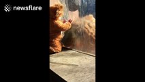 Baby dressed as lion comes face-to-face with real big cat