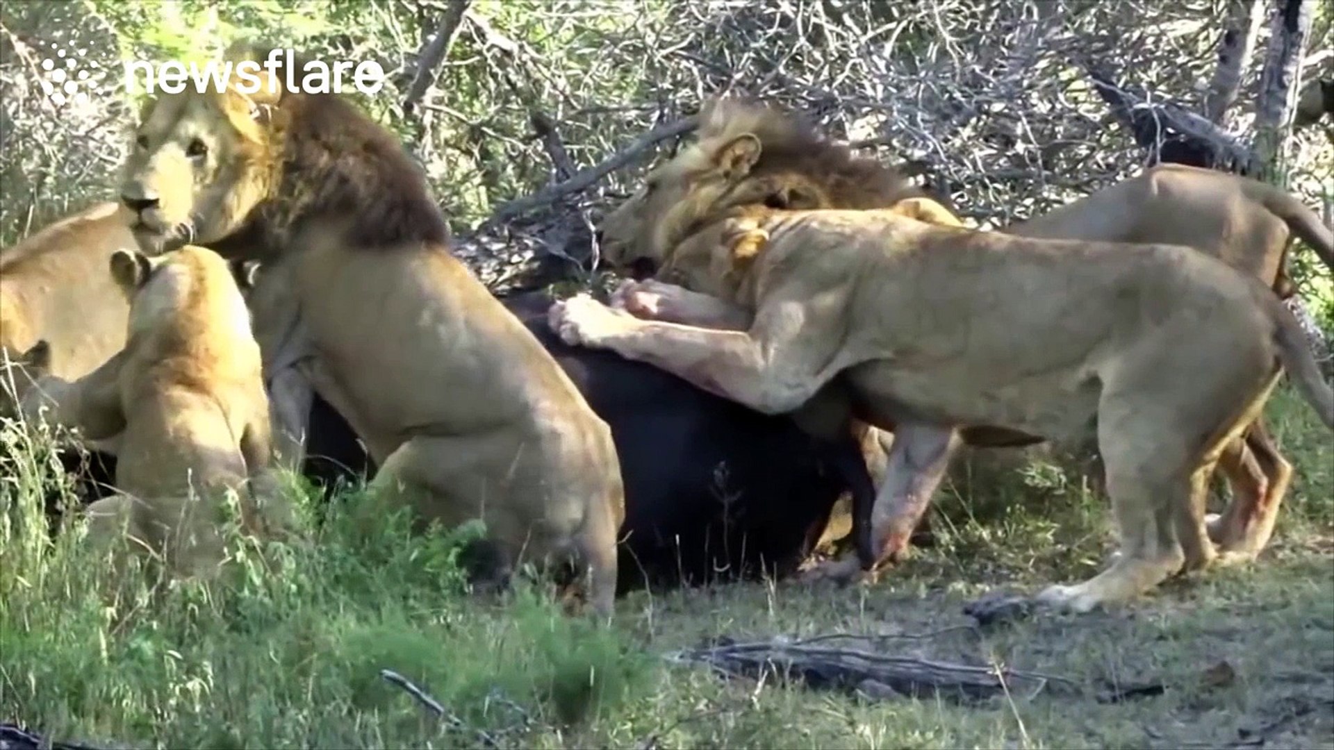 Lion pride filmed attacking and killing buffalo - video dailymotion