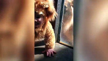 Adorable baby dressed as Lion comes face to face with real one