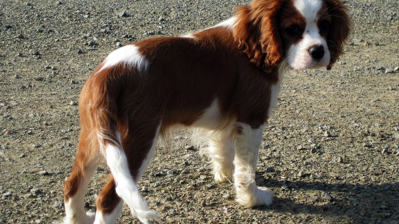 Le Cavalier King Charles vue par Myrtille