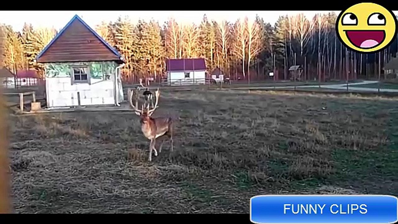 ● Funny Videos ● Best FAILS ● November 2016 Compilation ● - by HumanFail