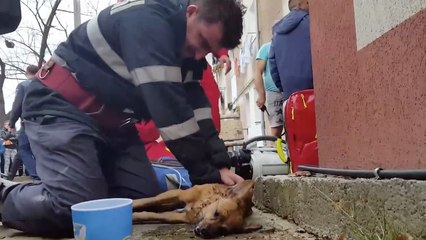 Un pompier fait du bouche-à-bouche à un chien pour le sauver