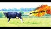 Le méthane que lâchent les bovins - Témoignage d'un éleveur