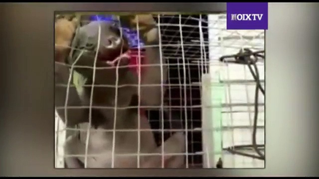 Alien caught on Kerala and Karnataka Border - NOIX LIFE - YouTube