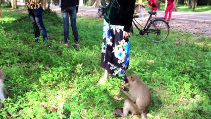 Funny Monkey Meeting | Monkey Meeting At Angkor Wat Temple | The Best Funny 2016