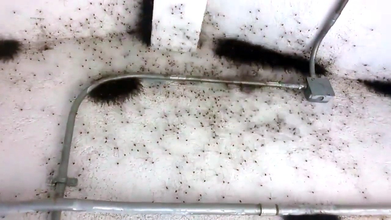 Vous avez peur des araignées  Ceci va vous faire hurler !