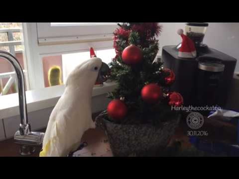Harley the Cockatoo Redecorates the Christmas Tree video Dailymotion