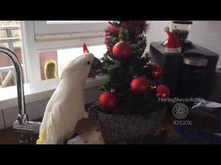 Harley the Cockatoo Redecorates the Christmas Tree