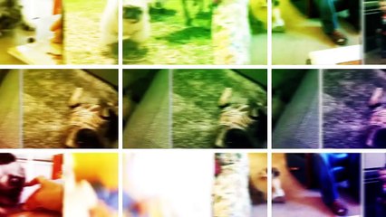 Funny Pugs Compilation from the JukinVideo Vault