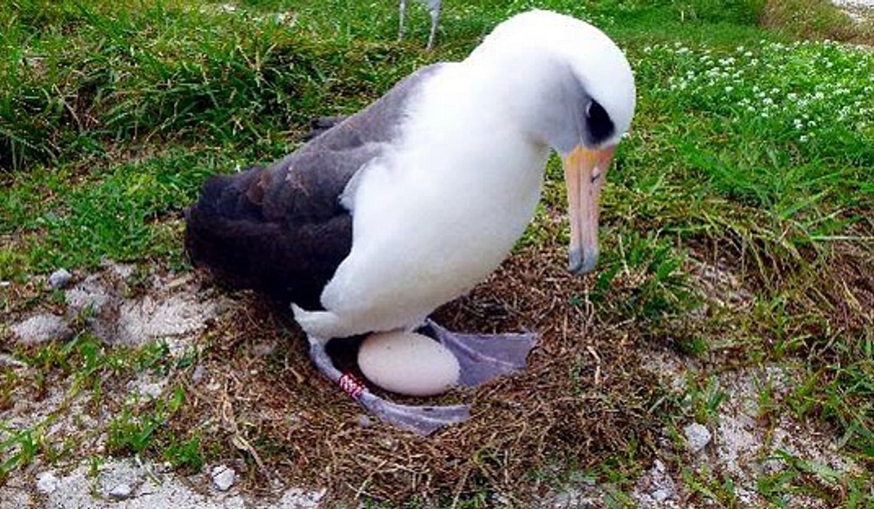 Un ave silvestre de 66 años espera una nueva cría