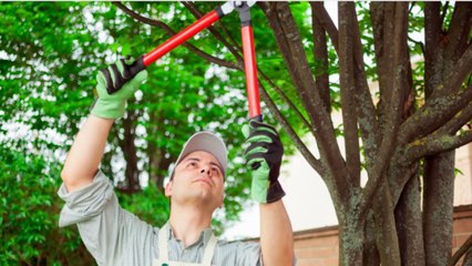 Crestwood Tree Service - (310) 693-5215