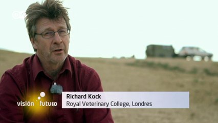 Fascinación antílope saiga | Visión futuro