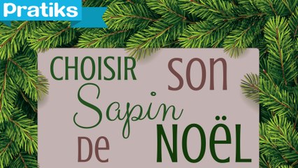 Comment choisir son sapin de Noël ?