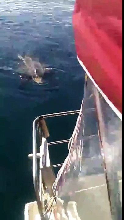 Huge Turtle Surprises Boaties to Say Hello