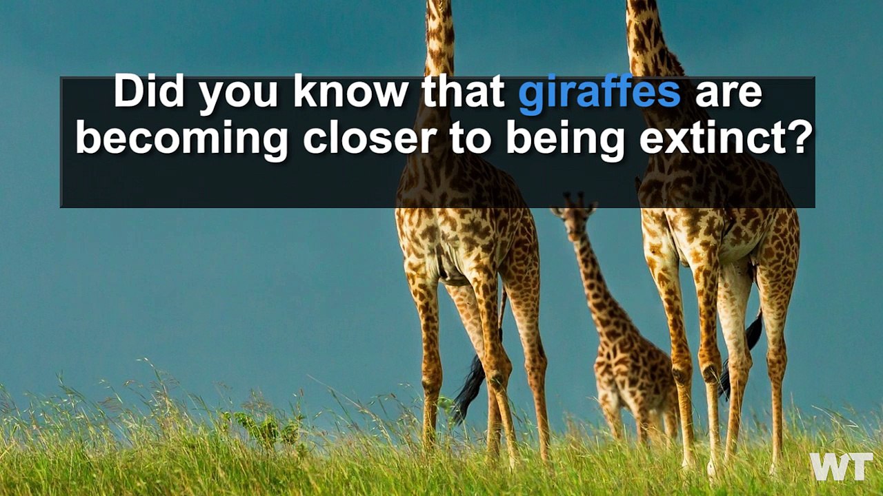 Giraffes Are Becoming Extinct