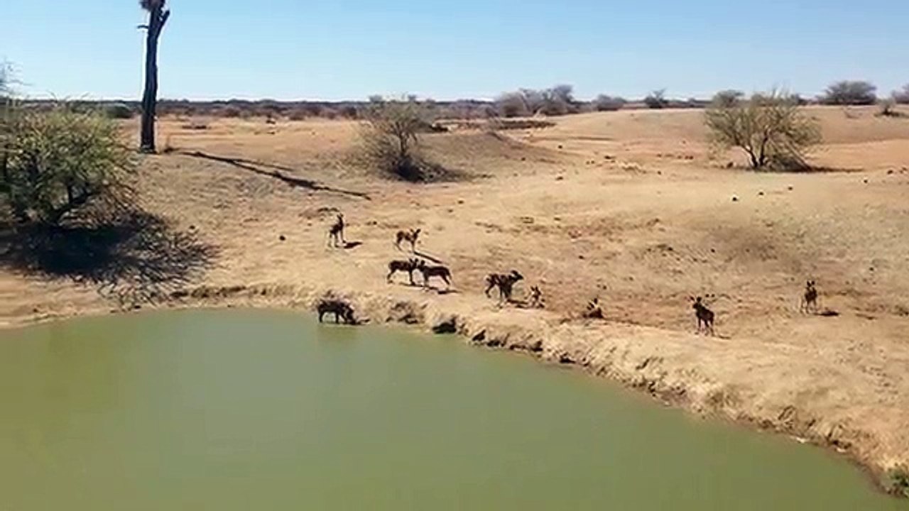 Warthog Stuck Between Wild Dogs and Crocodile