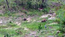 wild dogs hyenas attack - cães selvagens hienas ataque