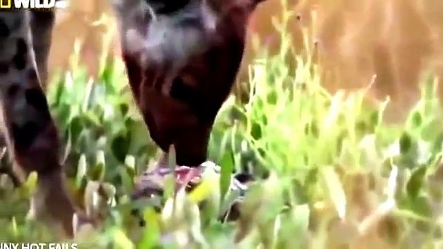 Wildlife African Animals Hunting New Hyenas