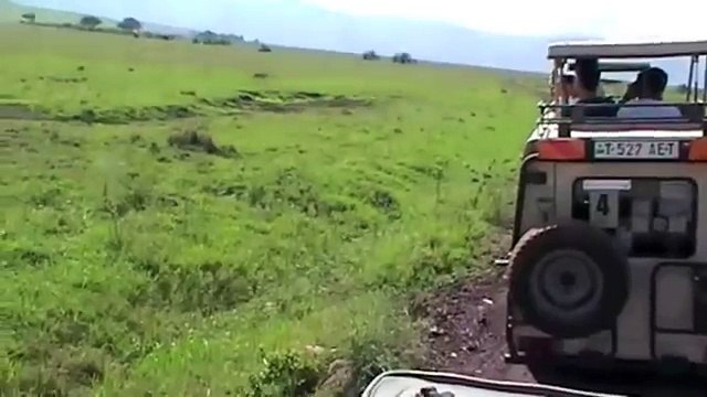 ספארי טנזניה - kill hunt of 2 buffalos by lions+hyenas chase the lions at end