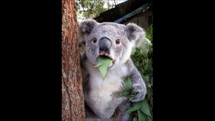 Top 10 surprised animals!