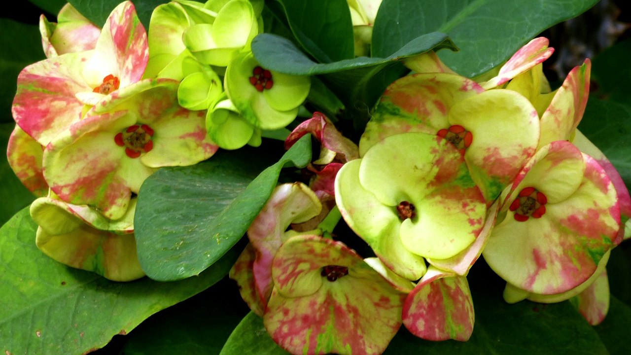 Life Finds a way: People and plants find ways to survive