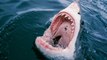 TOP 10 SHARK ATTACKS || Shark attacks Man, Ship, Shark