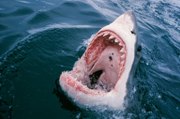 TOP 10 SHARK ATTACKS || Shark attacks Man, Ship, Shark
