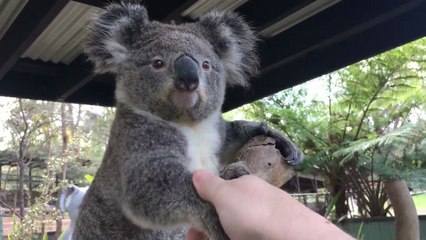 Dire « Bonjour » à des animaux australiens