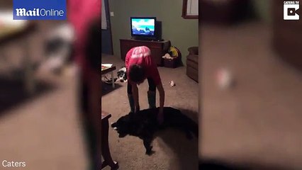 Hilarious Moment Dog Playing Dead To Avoid Having Bath