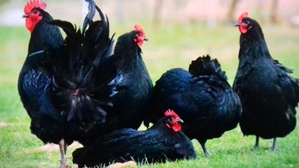 CCRES Pasture raised eggs by Zeljko Serdar