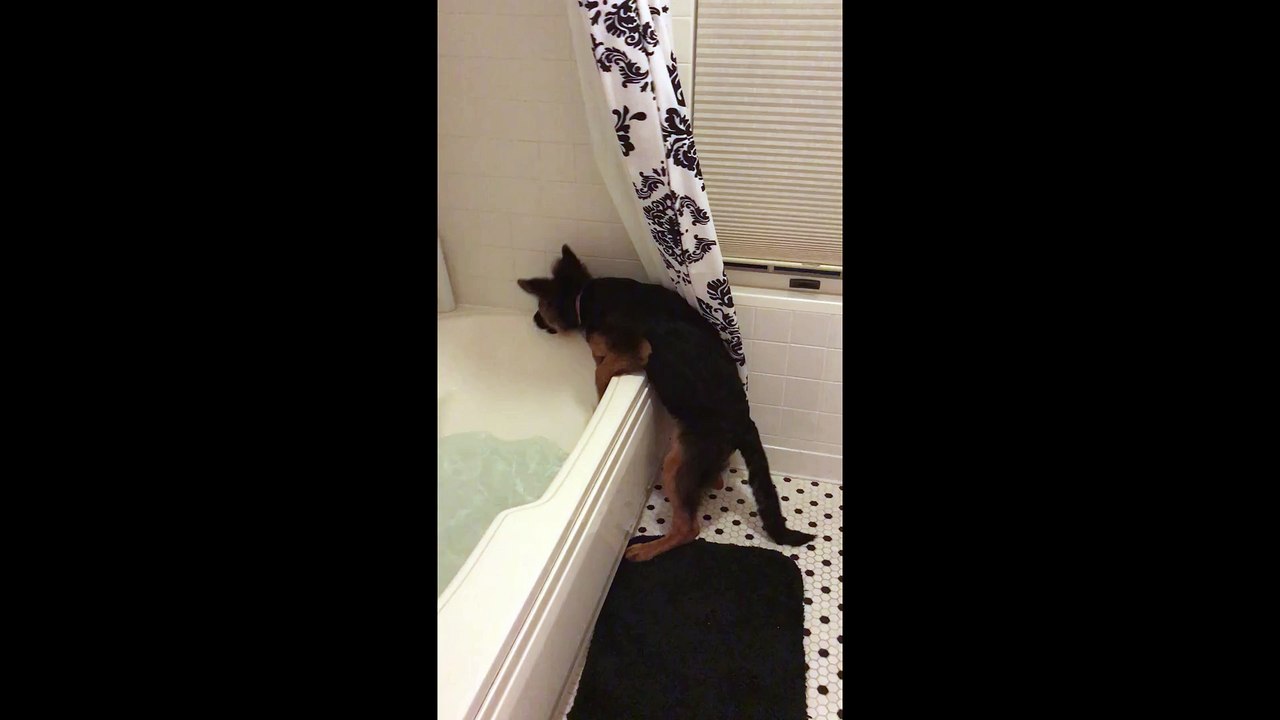 Puppy decides owner's bath time is now her bath time