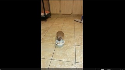 Prairie dog thinks it's a real dog - Now that's priceless!