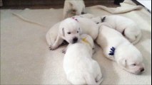 Litter of puppies learn how to walk and use their voices