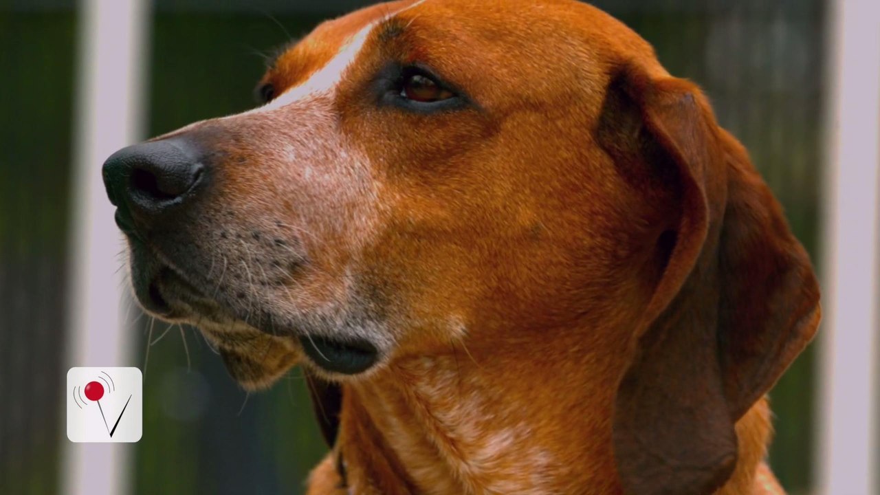 Stress Can Cause Premature Gray Hair in Dogs video Dailymotion