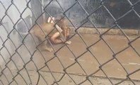 Un homme de 20 ans tente de suicider en se jetant dans une fosse aux lions !