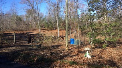 Frank SanPietro and Farm Animals