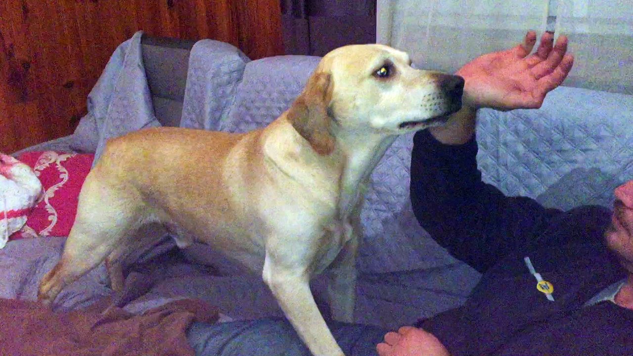 mon chien adore joué