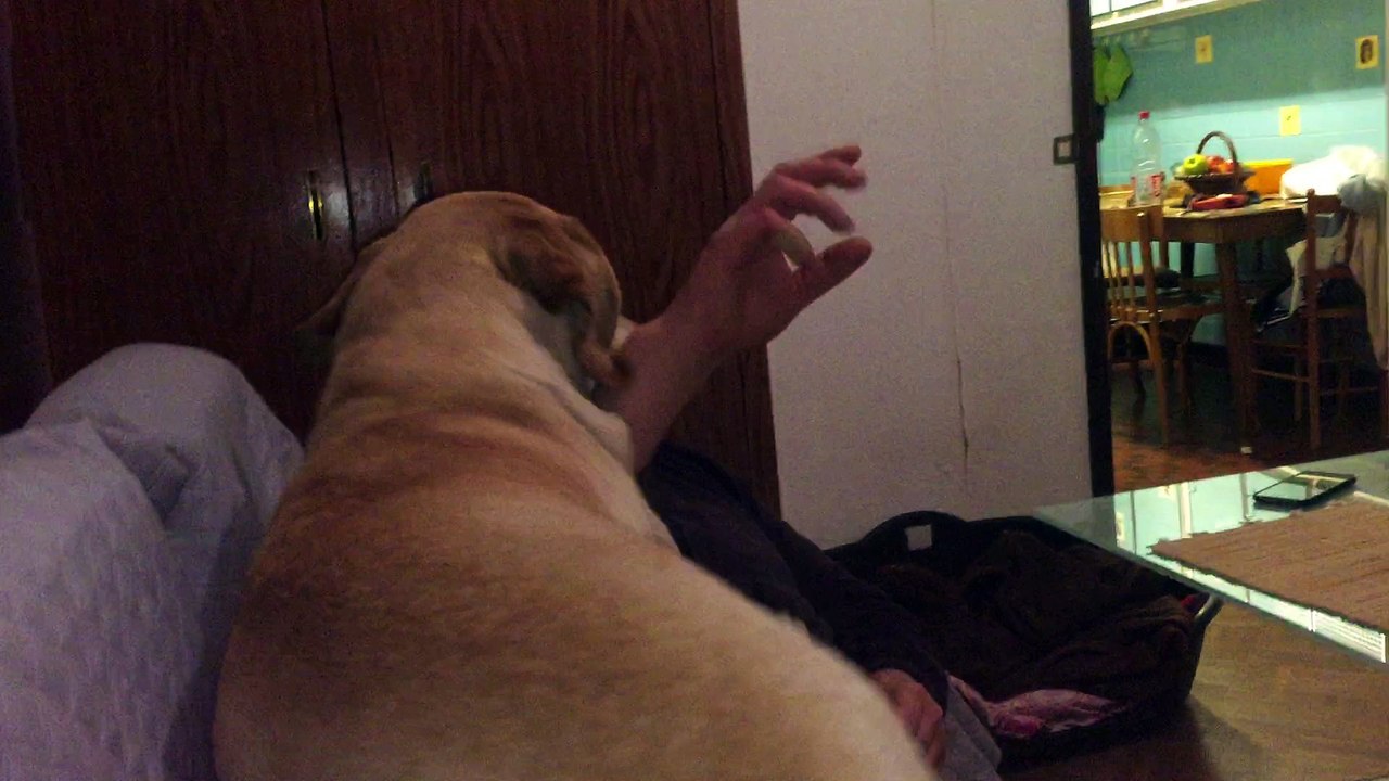 un vrai petit fou ce chien adore s'amuser