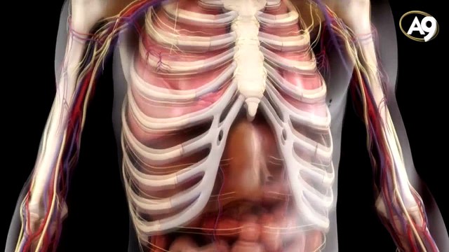 Der zum Nachdenken anregende menschliche Körper