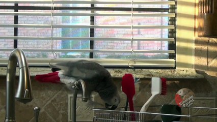 Einstein the Talking Parrot's spoon drop