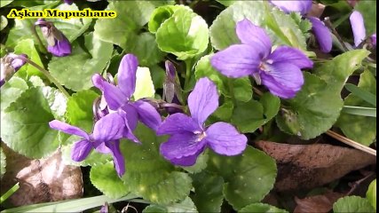 Aşkın Mapusane-Selçuk Ural