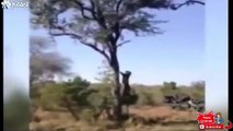 leopard Attacks a Lion & Tiger - Rare Footage