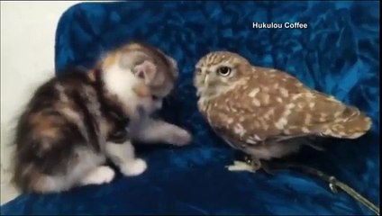 Funny Videos Clips I Funny Cat Videos I Funny Pranks For kids