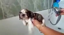 Funny Videos Clips I Funny Dog Videos I Funny Pranks For kids _ Bathing for Dog