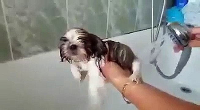 Funny Videos Clips I Funny Dog Videos I Funny Pranks For kids _ Bathing for Dog