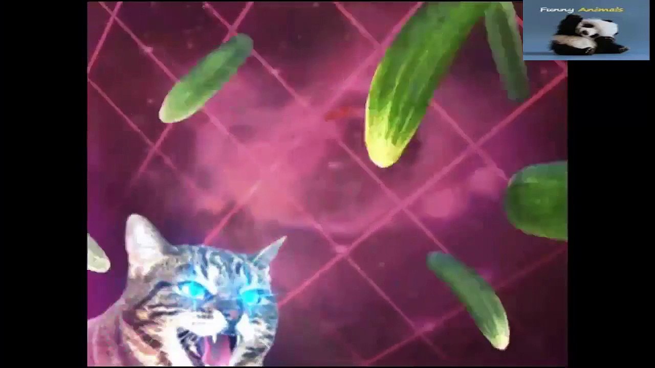 Funny Videos Clips I Funny Pranks For kids_When cats rule the world